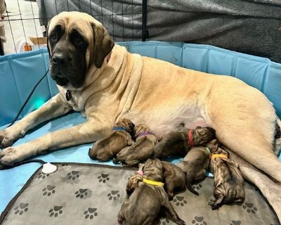 2 Male and 4 Female Mastiff Puppies for Sale