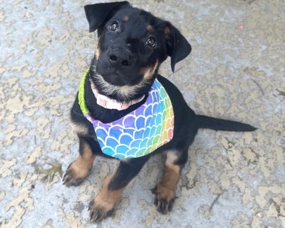 Olivia is a sweet, loving 2.5 month old Rottweiler / Shepherd mix that weighs 17 lbs. She is estimated to be around 70-75 lbs once she is full grown. Olivia is loyal, loving, curious, and affectionate. She has no limits on the amount of puppy kisses she will give and loves to shower her humans with lots of them. She's a big cuddle bug, and loves to sprawl out in your lap for ear scratches and b...