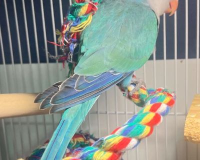 Quaker parrots