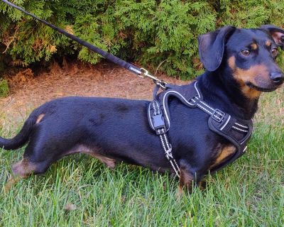 Meet Peeves! ?? Don t let his small size fool you this 15-pound dachshund has a big personality! Peeves is a spicy little guy with plenty of character and opinions to share. Once he trusts you, he ll happily show off his silly side and snuggle up for naps, but he definitely likes to take relationships at his own pace. Peeves tends to prefer the company of women and would do best in a calm, adul...