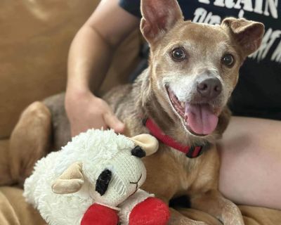 Snow Brite - The Playful Lap Dog - Chihuahua & Terrier Mix Female Dog for Adoption