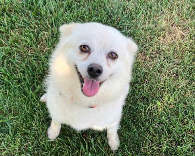 Butter - American Eskimo Dog Female Dog for Adoption