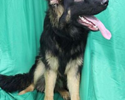 London - German Shepherd Dog Male Puppy for Adoption