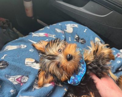 Delightful Male Yorkshire Terrier looking for a loving home to call his own