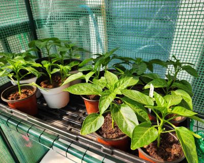 Chocolate Sweet Peppers