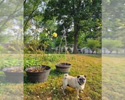Adult * Location Indianapolis, IN, 46206 USA USA *. Dog Breed: Pug (short coat). Meet Mabel! Mabel is an 8ish year-old pug with a big personality and an even bigger heart. After her beloved owner passed away, this sassy little lady is ready to find her next forever home. This little lady has a face a pug lover adores (wide mouth and toad like) but its her charm and goofiness that wins everyone ...