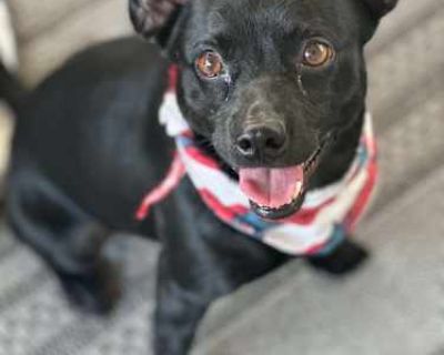 Stetson - Chihuahua/Rat Terrier Mix Male Dog for Adoption