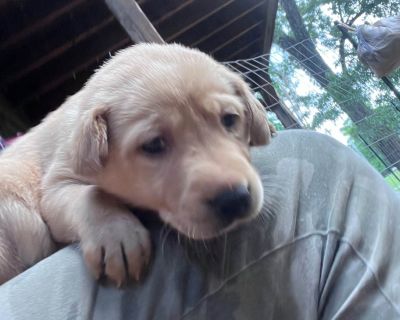 3 Male and 8 Female Labrador Retriever Puppies for Sale