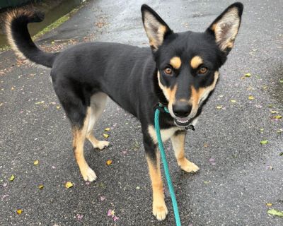 Nessa - Shepherd Mix Female Dog for Adoption