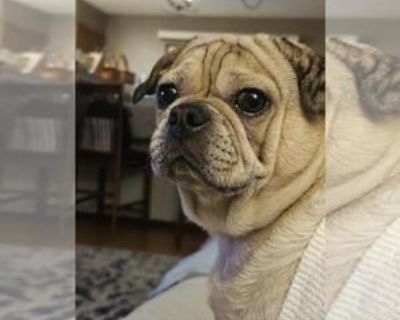 Adult * Location Indianapolis, IN, 46206 USA USA *. Dog Breed: Pug (short coat). Hello my name is Toby and I'm the best boy! I enjoy long naps, short walks, and car rides. I'm an agreeable guy who would like to be petted all day. I get along with all dogs that are nice and most other animals. As someone who excels at sleeping, it should come as no surprise that I have a loud snore! I am fully h...