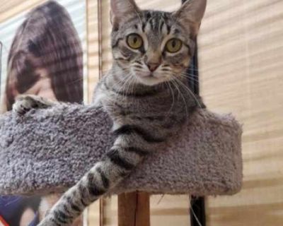 Vidalia - Domestic Shorthair Female Cat for Adoption