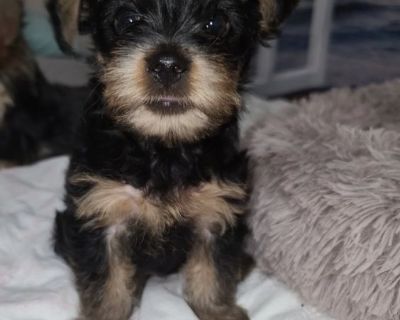 Yorkie Terriers male and female
