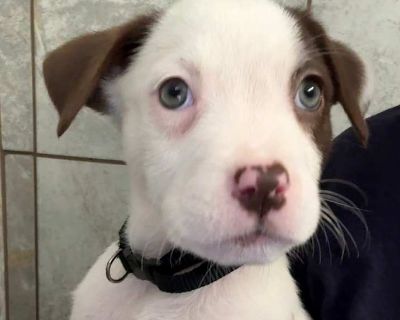 Child. Brown/chocolate. Microchipped. Hi, I'm Juniper! Thanks for checking me out! I know my cute face is hard to resist, but here's the scoop: I'll need a lot of your time and attention as I grow up into the amazing adult dog I'm destined to be! I'm looking for a forever family that will help me with socialization, training (yes, that includes house training!), and plenty of exercise. And let'...