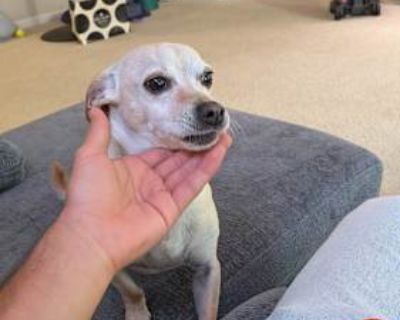 Mirchi - Chihuahua/Terrier (Unknown Type, Small) Mix Female Dog for Adoption