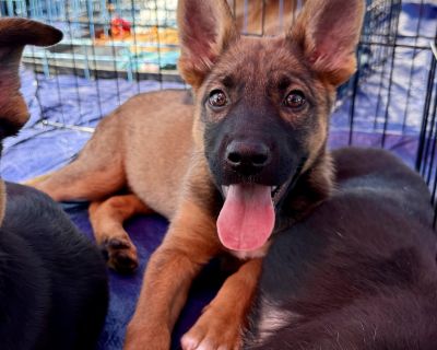 Valkyrie - German Shepherd Dog Mix Female Puppy for Adoption