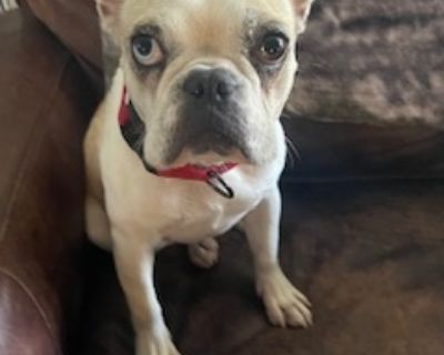 Quinn - French Bulldog Female Dog for Adoption