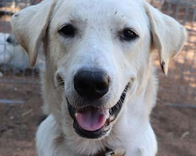 Donner - Labrador Retriever & Anatolian Shepherd Mix Male Dog for Adoption