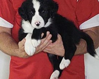 Teddy - Bernese Mountain Dog/Border Collie Mix Male Puppy for Adoption