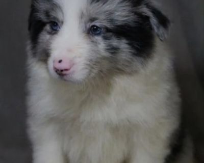 Collie Girl for Sale in Texas (TX) We are offering a beautiful Collie girl for sale in Austin, TX. This sweet puppy is 6 weeks old, vaccinated, and ready to move to her new home. She has a veterinary passport with all necessary vaccination records. Collies are stunningly beautiful and intelligent dogs. Originally bred in Scotland as herding dogs, they have retained their working abilities and m...