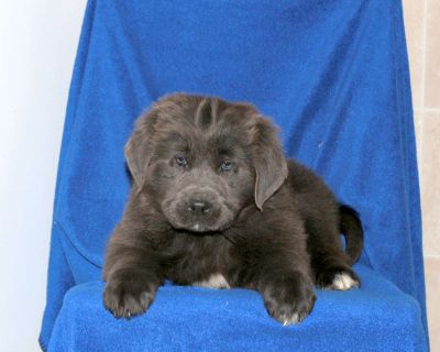 Meet your new BFF, Cassie! This fluffy Newfoundland puppy is vet checked & up to date on shots & wormer. She is registered with the AKC, plus comes with a health guarantee provided by the breeder! Cassie is well socialized & currently being family raised with children!. Gender: Female Sire: Steele Dam: Princess DOB: September 20th, 2025 Age: 8 Weeks Available: Available Now Vet Checked Vaccinat...