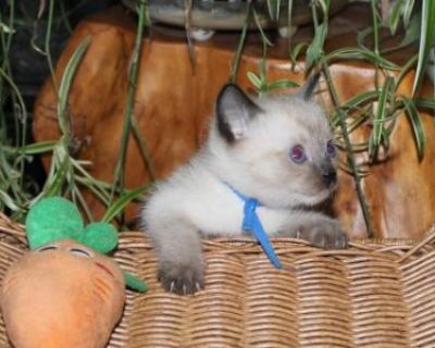 Household pet. Not registered. All of my cats in my cattery have received thorough health checks. Each kitten will come with a health certification showing that it is a healthy kitten. Even though he is young, only 5 week, he is eating solid food and using the litter box. he is well socialize and and i find her to be a loving soul Watch her grow on my Facebook page Anzarose English Labradors an...