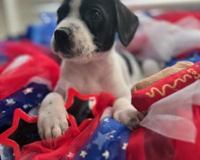 Bristol - Rat Terrier Female Puppy for Adoption