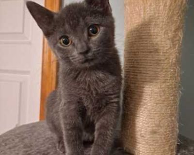 Dante is full of personality. He definitely needs another very playful kitten or cat to wrestle with. He loves to eat and play. He ioves attention and napping with his human. He is a bit nervous, but warms up quickly. He came in as a single kitten, but LOVES to tackle his friend Max.Adoption fee for cats & kittens: $90.00 Includes: Spay/neuter FIV/FeLV test 1st year vaccinations Deworming Flea ...