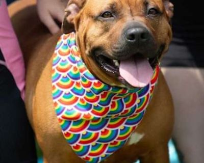 Ginger Snap - Pit Bull Terrier Female Dog for Adoption