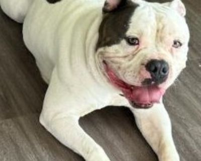 Kolby - American Bulldog Mix Male Dog for Adoption