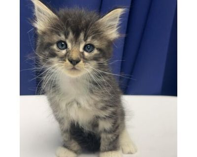 Snickers - Domestic Longhair Male Cat for Adoption