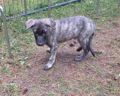 Health Vaccinations up to date.. Puppy Male Medium