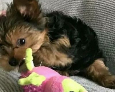 Yorkie Babies Available