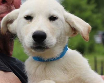 CT Shaggy - Labrador Retriever/Great Pyrenees Mix Male Puppy for Adoption