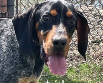 Bluetick 2024 coonhound craigslist