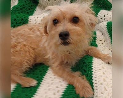 Maximal - Cairn Terrier/Westie, West Highland White Terrier Mix Male Dog for Adoption