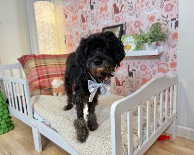 Meet Rollo! This one-year-old poodleschnauzer (our best rescue guess!) is 100% scruffy sweetness, with the softest eyes and the floppiest ears youll ever meet. Hes looking for a quiet home outside the city, where he can truly settle in and feel safe. Rollo is a gentle soul who starts off a bit shy, but with patience and kindness, he blossoms into the sweetest companion. Hed thrive in a calm hom...