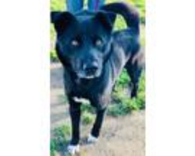 Adopt a Black - with White Border Collie / Mixed dog in Visalia, CA (33699887)