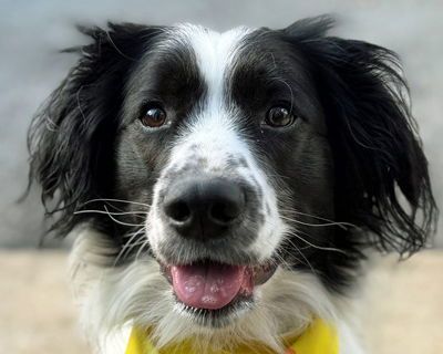 Hank - Cocker Spaniel & English Springer Spaniel Mix Male Dog for Adoption