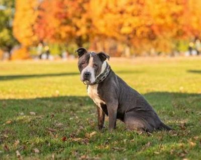 Rocky *foster needed* - American Staffordshire Terrier/Pit Bull Terrier Mix Male Dog for Adoption