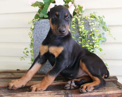 Brooke - 8 Weeks Female Doberman Pinscher Puppy for Sale