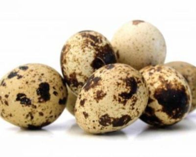 FRESH Quail Eggs HATCHING EGGS from quails COTURNIX HUEVOS DE CORDONIZ