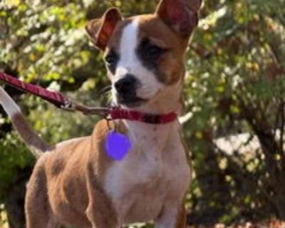 Child. Brown/chocolate - with white. Say Hello to the sweetest girl you may wish to add to your family. BAILEY MILLIE may have initially found herself scared and alone, but that was way in the past to this stable, resilient pup. Delighted with Life, BAILEY is already happy beyond words, well-adjusted, highly affectionate, and very trusting. Typical of such a young pup, at around 10 weeks old, t...