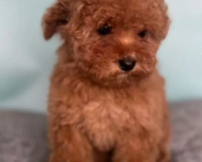 Male Poodle Puppy for Sale 14 Weeks Old
