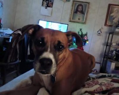 Teeya - Boxer Female Dog for Adoption