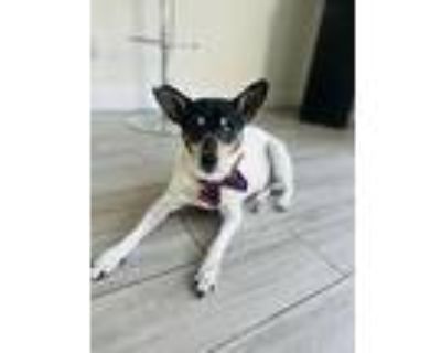 Jax, Rat Terrier For Adoption In Plantation, Florida