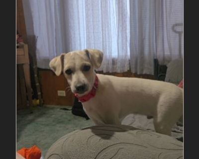 Chai like Chai tea. He is about 10 months old. He is a Rat terrier mix. He weighs about 8lbs. He is house trained. He gets along with other dogs. He rides well in the car. He is learning basic commands. He is sweet and loving.