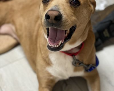 Lacie - PLEASE READ ALL INFORMATION - Labrador Retriever & Dachshund Mix Female Dog for Adoption