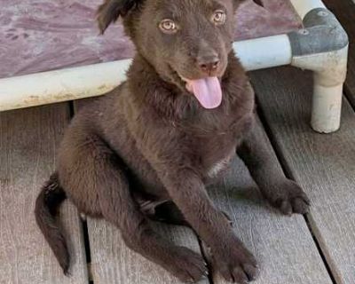 Strax - Labrador Retriever Male Puppy for Adoption
