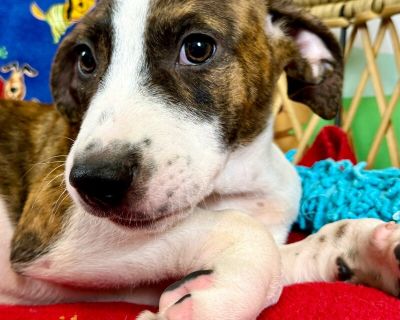 Marly Casas - Pit Bull Terrier & Catahoula Leopard Dog Mix Female Puppy for Adoption