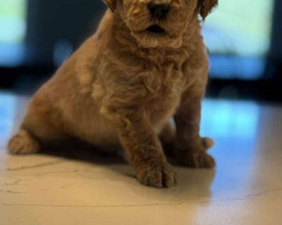 The Seller provides a 1-Year health guarantee. The Seller guarantees this puppy to be in good health at the time of sale. The Seller will provide a health record of all shots, worming, and a veterinarian exam. The Buyer agrees to take this puppy to a licensed veterinarian of their choice within 10 business days. Failure to have the puppy examined by a Vet within 10 days of the puppy s delivered...